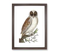 Masked Owl By George Shaw Vintage Framed Wall Art Print, Ready to Hang Picture for Living Room Bedroom Home Office Décor, Walnut A3 (34 x 46 cm)