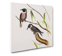 Masked Wood swallows Bird by Elizabeth Gould Canvas Print | Gallery Wrapped 30mm Frame Wall Art | 14x14 inches | Ready to Hang | Retro Animals Picture | Living Room Bedroom Lounge Office