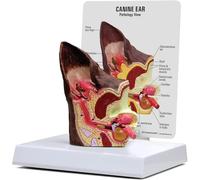 MASKIS Canine Ear Model, Animal Health Care Anatomical Canine Dog Ear Model, 2 Sided Model Canine Ear Model Normal Health and Infected Pathological Ear Family Veterinary Equipment Teaching Model