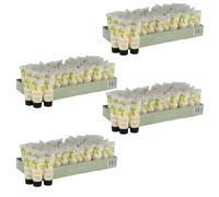 Mason & Miller Bulk Body Lotion Set - Body Lotion, 20ml (4x50 Pack)