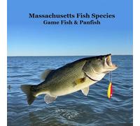 Massachusetts Game Fish and Panfish Species Kids Book: Great Book About the Different Types of Fish in Massachusetts