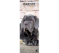 Mastiff Dog 2026 Wall Calendar, 12-Month Slim Format, Made in England