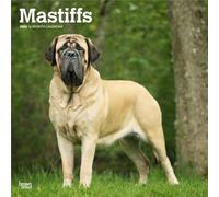 Mastiffs | 2026 12 x 24 Inch (Hanging) Monthly Square Wall Calendar | Plastic-Free | BrownTrout | Animals Dog Breeds