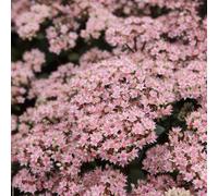 Matrona Stonecrop Perennials Flowering Plants Hylotelephium 2L Pot Plant Theory Green One Size