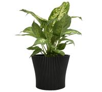 Matt Ribbed Flower Pot - Modern Flared Conical Planter with Pleated Design, Lightweight, Indoor/Outdoor Decorative Plant Pot - Multiple Sizes & Colors (Black Pearl, 19cm)