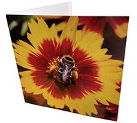 Maturi Bee & Flower Photographic Blank Birthday Greetings Card, 15.5 x 15.5 cm