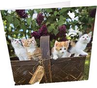 Maturi Blank Greeting Card with Box of Kittens Image Multi-Coloured 441086