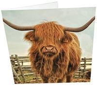Maturi Blank Greeting Card with Highland Cow Image, Multi-Coloured (441103)