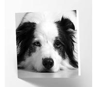 Maturi Border Collie Dog Photographic Blank Birthday Greetings Card, 15.5 x 15.5 cm