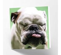 Maturi British Bulldog Photographic Blank Birthday Greetings Card, 15.5 x 15.5 cm