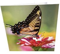 Maturi Butterfly Photographic Blank Birthday Greetings Card, 15.5 x 15.5 cm