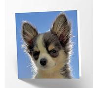 Maturi Chihuahua Dog Photographic Blank Birthday Greetings Card, 15.5 x 15.5 cm