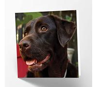 Maturi Chocolate Labrador Dog Photographic Blank Birthday Greetings Card, 15.5 x 15.5 cm