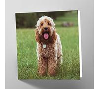 Maturi Cockapoo Dog Photographic Blank Birthday Greetings Card, 15.5 x 15.5 cm