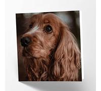 Maturi Cocker Spaniel Dog Photographic Blank Birthday Greetings Card, 15.5 x 15.5 cm