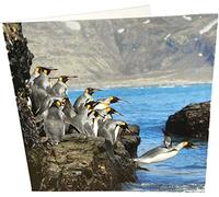 Maturi Diving Penguins Photographic Blank Birthday Greetings Card, 15.5 x 15.5 cm