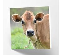 Maturi Friesian Cow Photographic Blank Birthday Greetings Card, 15.5 x 15.5 cm