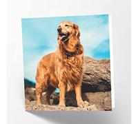 Maturi Golden Retriever Dog Photographic Blank Birthday Greetings Card, 15.5 x 15.5 cm