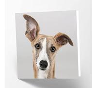 Maturi Greyhound Dog Photographic Blank Birthday Greetings Card, 15.5 x 15.5 cm