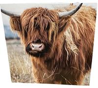 Maturi Highland Cow Photographic Blank Birthday Greetings Card, 15.5 x 15.5 cm
