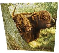 Maturi Highland Cow Photographic Blank Birthday Greetings Card, 15.5 x 15.5 cm