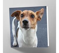 Maturi Jack Russell Dog Photographic Blank Birthday Greetings Card, 15.5 x 15.5 cm