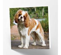 Maturi King Charles Dog Photographic Blank Birthday Greetings Card, 15.5 x 15.5 cm