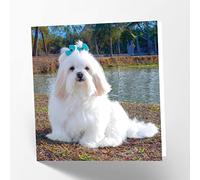 Maturi Lhasa Apso Dog Photographic Blank Birthday Greetings Card, 15.5 x 15.5 cm