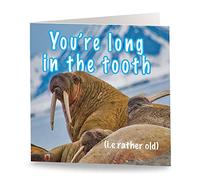 Maturi 'Long in the Tooth' Funny Humorous Birthday Greetings Card - Blank Inside, 15.5 x 15.5 cm