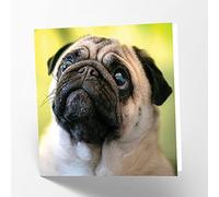Maturi Pug Dog Photographic Blank Birthday Greetings Card, 15.5 x 15.5 cm