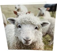 Maturi Sheep Photographic Blank Birthday Greetings Card, 15.5 x 15.5 cm