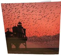 Maturi Starlings By The Sea Photographic Blank Birthday Greetings Card, 15.5 x 15.5 cm