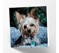Maturi Yorkshire Terrier Dog Photographic Blank Birthday Greetings Card, 15.5 x 15.5 cm