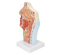Matybobe Anatomical Model Model Anatomical Teaching Nasal Cavity and Throat Life Size Simulation with Mouth Nose Pharynx Larynx and Cranial for Education