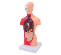 Matybobe Human Body Model 15 Removable Parts Educational Torso for School