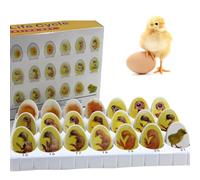 Mavdecll Chick Embryo Growth Model, Chick Life Cycle Exploration Set, with 21 Plastic Eggs, Embryo Growth Hatching Development Anatomy Drawings, for Biological Science Teaching