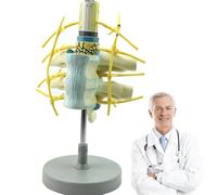 Mavdecll Human Thoracic Spine Model, Spine with Spinal Cord and Spinal Nerve Magnification Model, Cervical Spine Model with Digital Mark, for Teaching Research, Classroom Display