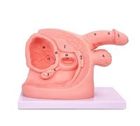 Mavdecll Male Urinary Catheterization Model, Internal and External Genital Anatomy Model, Human Body Catheterization Model, Catheter Anatomy Teaching Tool, for Clinical Teaching Practice