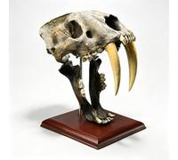 Mavdecll Saber Toothed Tiger Skull Model, 1:1 Life Size Sabertooth Tiger Replica Model, Resin Animal Skull Decor With Visible Teeth, For Art Collection & Halloween Props（13.39in）