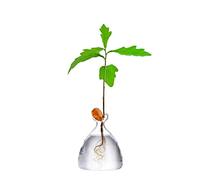 Maveite Acorn Tree Growing Vase Acorn Seed Sprouting Starter Planter Kit Hydroponics Terrariums Pot Deco Glass Propagation Vases Gardening Chirstmas Gifts for Her Him