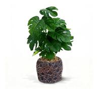 mawmuaw Artificial Plants Monstera 30 cm Fake Plants Artificial Faux Plant Green with Stone Pot for Indoor Outdoor Home Office Balcony Room Bathroom Desk Coffee Table Windowsill Decoration