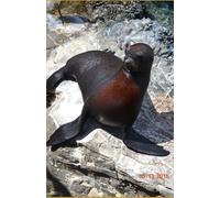 Max The Sea Lion