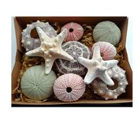 MaxJam Real Sea Urchin Seashell Gift Pack 8 Urchins and 2 Knobbly Starfish 3 Pink Urchins 2 Lilac Sputnik Urchins 2 Green Urchins 1 Alphonse Tartan