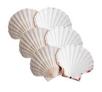MaxJam White Scallop Shells SET OF 6 Atlantic Scallops 10cm