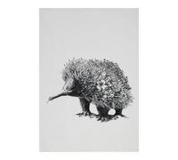 Maxwell & Williams Tea Towel with Echidna Design, 100% Indian Cotton, White, 50 x 70 cm