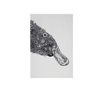 Maxwell & Williams Marini Ferlazzo Tea Towel with Platypus Design, 100% Indian Cotton, White, 50 x 70 cm