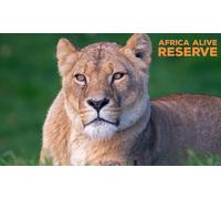 May Half-Term Early Bird Adult Ticket Valid for use on 23rd - 31st May