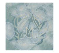 Mayco Stoneware Crystal Glaze, Celadon Bloom SW150, 1 Pint