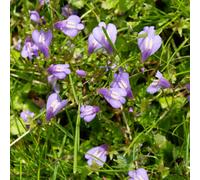 Mazus Reptans 'chinese Marshflower' - 1 Litre Potted - Marginal Aquatic Pond Plant
