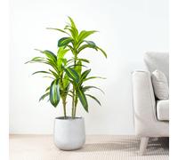 MCC Direct Artificial Agave Tree Plant with Plastic Planter Pot 100cm MCC Direct Multicolor